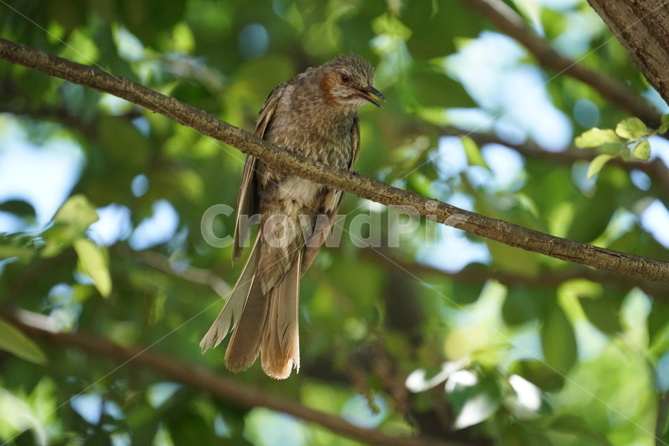 직박구리,참새목,조류,bird,새,animal,동물,조류,새,birds