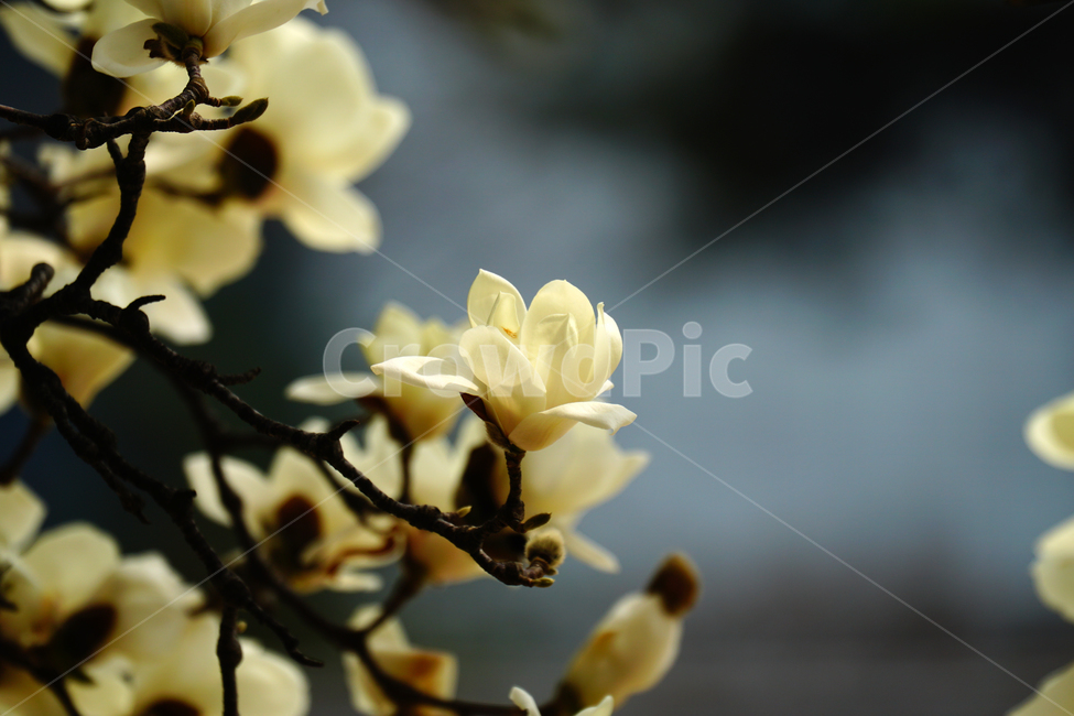 목련,봄꽃,한국자연,꽃,꽃사진,플라워,flower,봄,spring,식물,plants,자연,nature,풍경,landscape,계절,season,snap,스냅,접사,macro,closeup,클로즈업,감성사진,감성,힐링,healing,느낌,feel,feeling,꽃밭,화단,나무,나뭇가지,tree,꽃봉오리,4월,April,목련꽃,봄,계절,spring,season,식물,자연,plants,nature,꽃,flower,plant