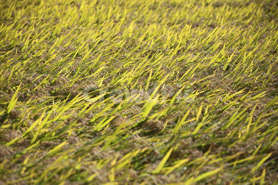 벼,곡식,풍년,가을풍경,oryzasativa,가을,계절,fall,autumn,season,field,들,grass,잔디,plant,식물