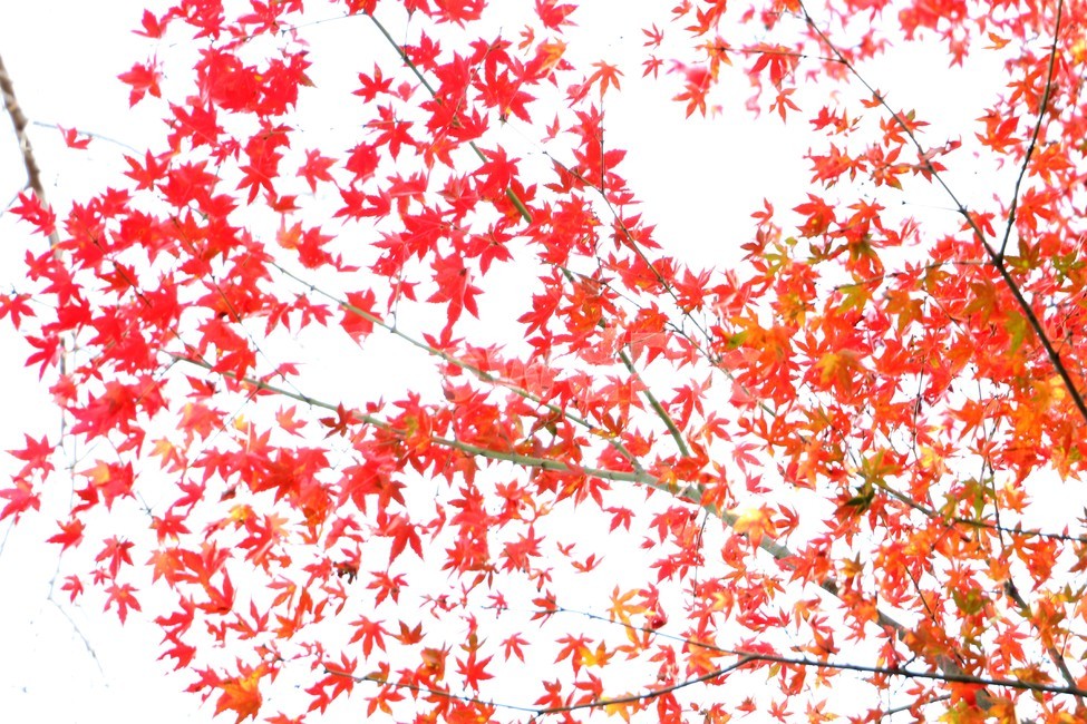 가을,단풍,주황색,단풍놀이,단풍구경,가을,계절,fall,autumn,season,leaf,잎,plant,식물