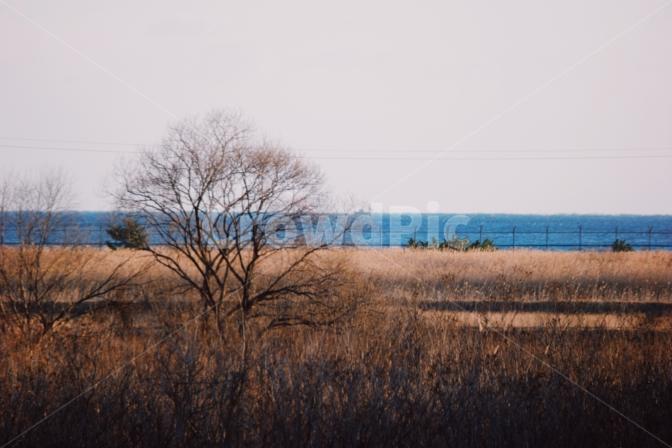 나무,겨울,하늘,수풀,풍경,바다,고요,아침,경관,자연,풍광,nature,landscape,한국자연풍경,한국자연경관,koreanaturelandscape,감성,감정,sensible,feeling,emotion,계절,season,마을,rural,한국전통,한국문화,koreatraditional,koreaculture,plant,trees,wood,겨울,계절,winter,season,자연,풍경,nature,landscape,감성,sensible,feeling,outdoors,옥외,land,땅,savanna,대초원,field,들,grassland,목초지,식물,grass,잔디