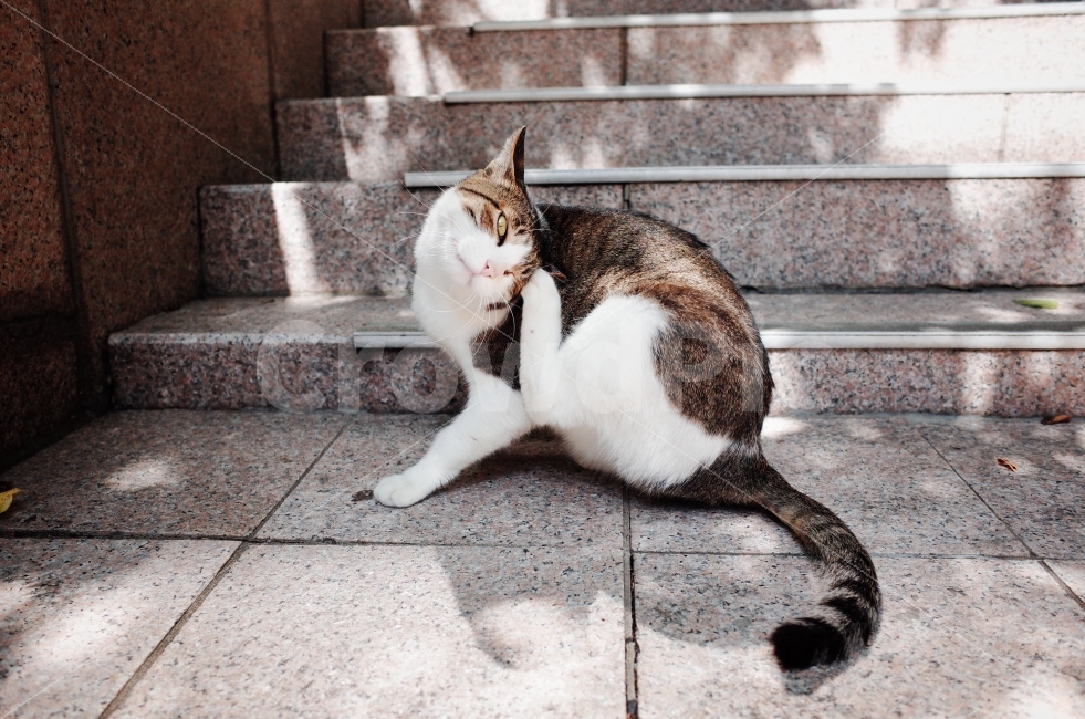 	고양이,길고양이,길냥이,애완동물,반려동물,생명,포유류,야생동물,야생,길짐승,짐승,자연,cat,kitty,kitten,cute,lovely,adorable,pet,animal,street,streetcat,stray,straycat,wild,wildlife,wildcat,wildanimal,nature,natural,beauty,beautiful,예쁜사진,배경화면,바탕화면,감성사진,그루밍,grooming,동물,animal,포유류,mammal,고양이,cat,kitten,kitty