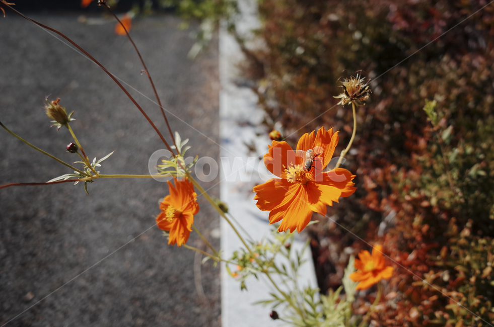 plant,식물,leaf,잎,꽃,flower,blossom,color,yellow,orange,bee,벌,꿀벌,코스모스,주황,주황색,오렌지,오렌지색,식물,자연,plants,nature,곤충,벌레,insect,bug