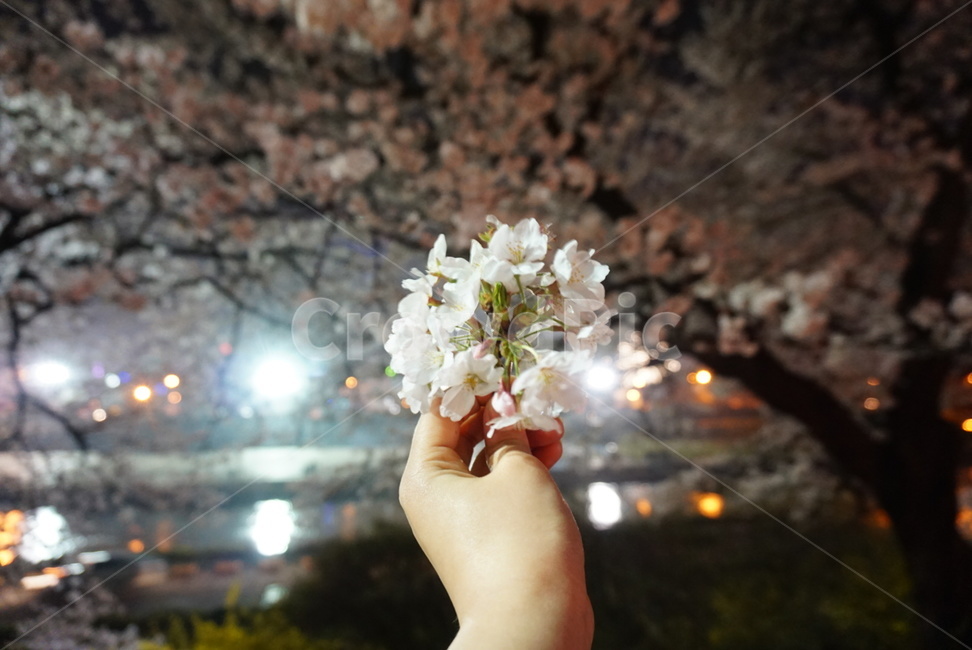 꽃,벚꽃,flower,cherryblossom,봄
