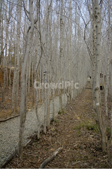 자연,나무,식물,숲,plant,tree,길