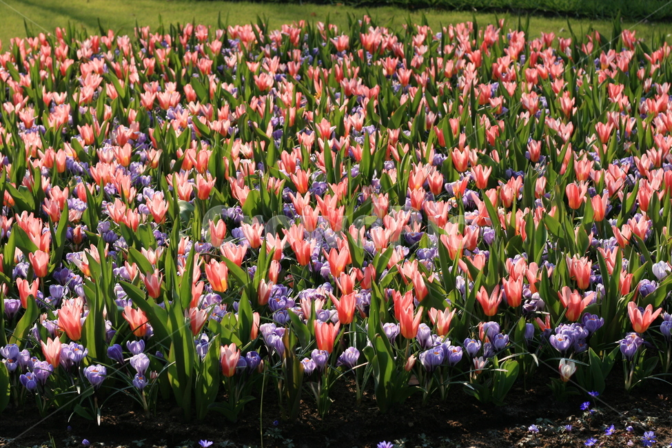 꽃,정원,튤립축제,식물,꽃밭,튤립,flower,garden,tulip,pink,violet,식물,자연,plants,nature,꽃,flower
