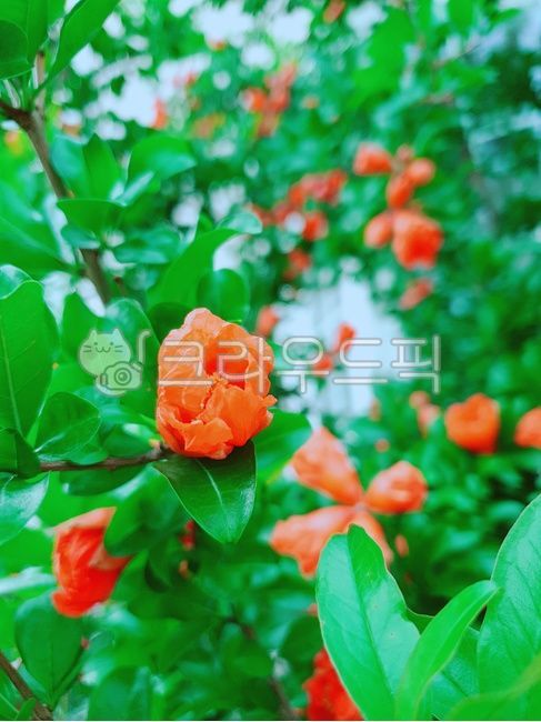 pomegranate tree,green,pomegranate,orangecolor,flower