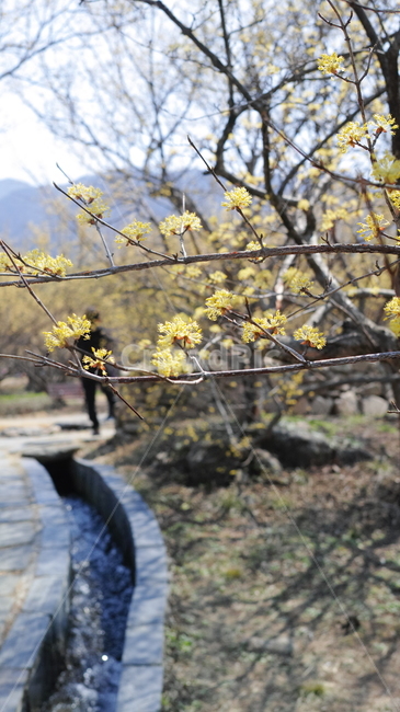 산수유,꽃,노랑,길,조화,식물,자연,plants,nature,꽃,flower