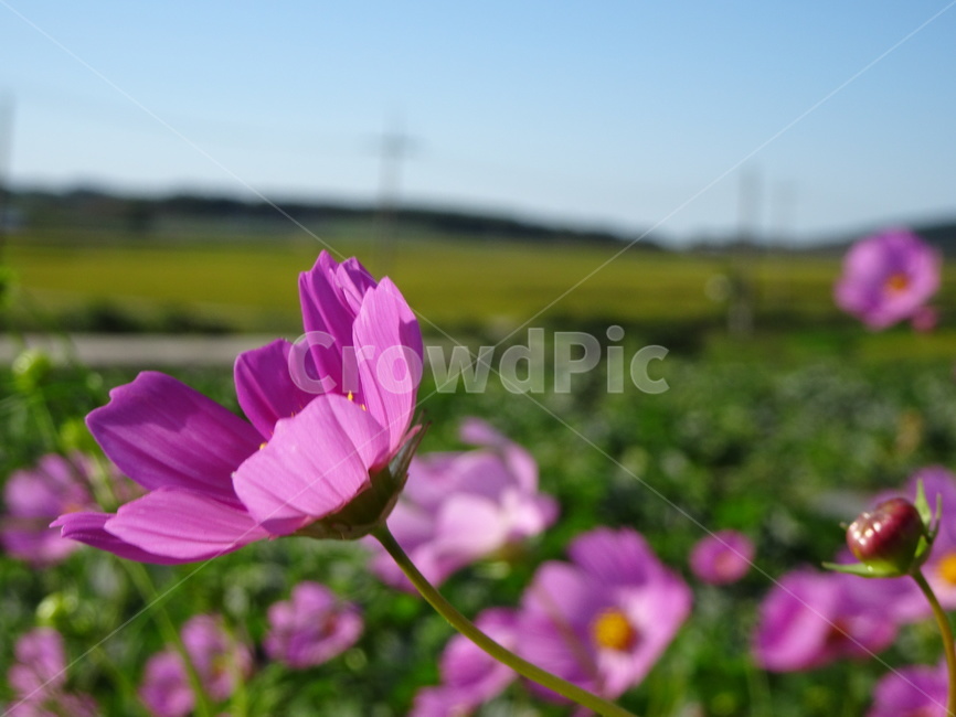 코스모스,꽃,가을,하늘,시골,자연,가을,계절,fall,autumn,season,식물,자연,plants,nature,꽃,flower,geranium,제라늄,blossom,plant