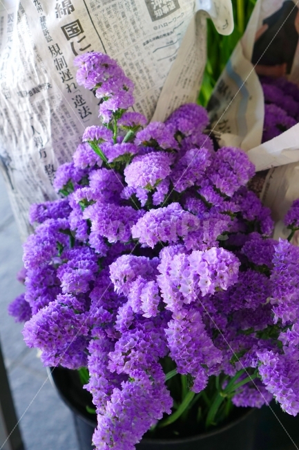 스타티스,꽃시장,신문지꽃다발,일본감성,보라색꽃,statice,sealavender,violet,purple,flowermarket,violetflower,newspaperbouquet,식물,자연,plants,nature,꽃,flower