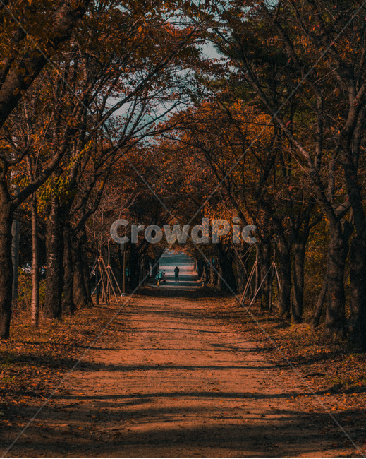 낙엽,가을,주황색,길,나무,가을,계절,fall,autumn,season,자연,풍경,nature,landscape,tree,plant,식물,tree trunk,나무 줄기