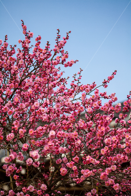 홍매화,매화,식물,꽃,봄,flower,plant,식물,자연,plants,nature,꽃,flower