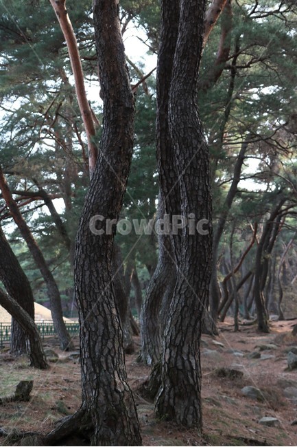 경주삼릉,나무,삼릉숲,푸름,tree,소나무,식물,자연,plants,nature,나무,trees,wood