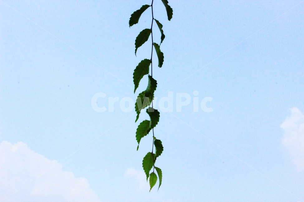 구름,잎,자연,감성,감성사진,색감,풍경,풍경사진,식물,자연,plants,nature,감성,sensible,feeling