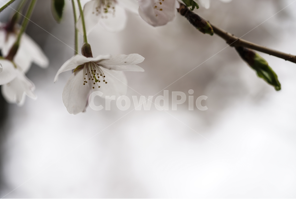 벚꽃,꽃,플라워,봄,봄꽃,flower,흰색,화이트,느낌,감성,접사,계절,나무,식물,생명,생물,봄,계절,spring,season,식물,자연,plants,nature,꽃,flower,plant,blossom