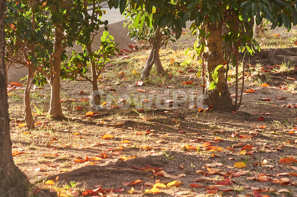 자연,나무,숲,공원,식물,자연풍경,풍경,가을,계절,fall,autumn,season,자연,풍경,nature,landscape,leaf,잎,plant,tree