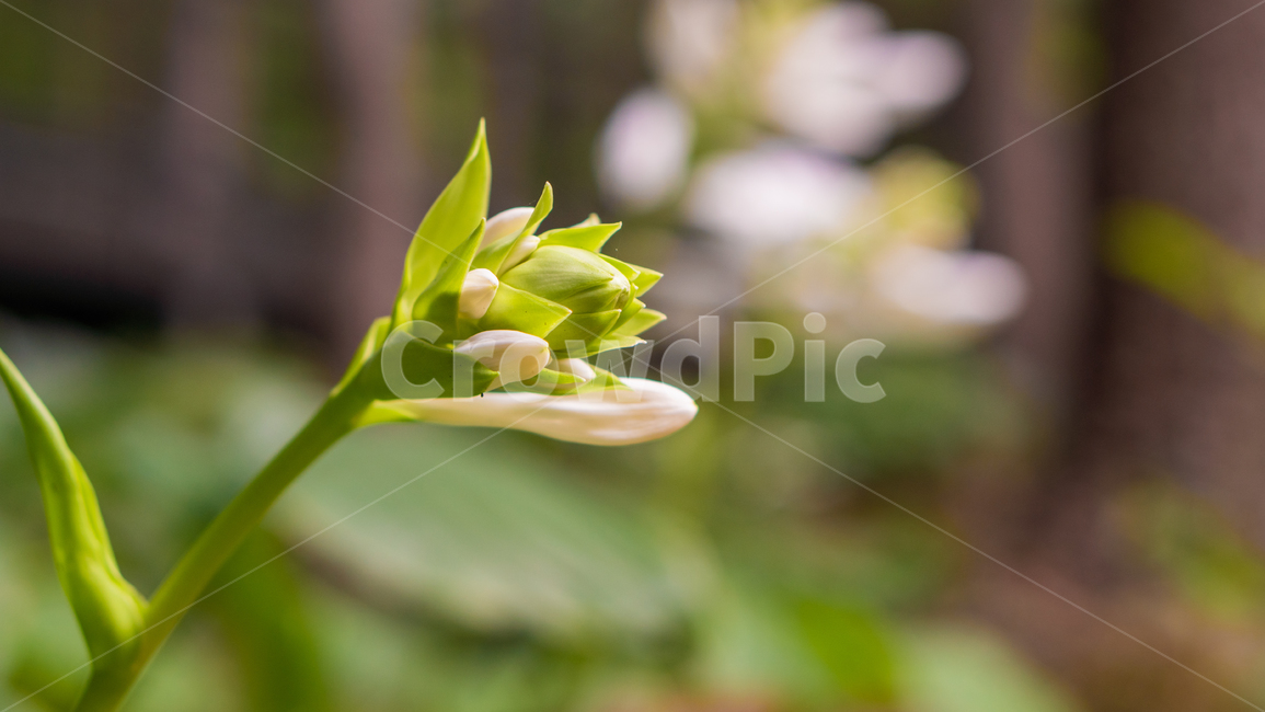 식물,blossom,flower,꽃,백합,식물,자연,plants,nature