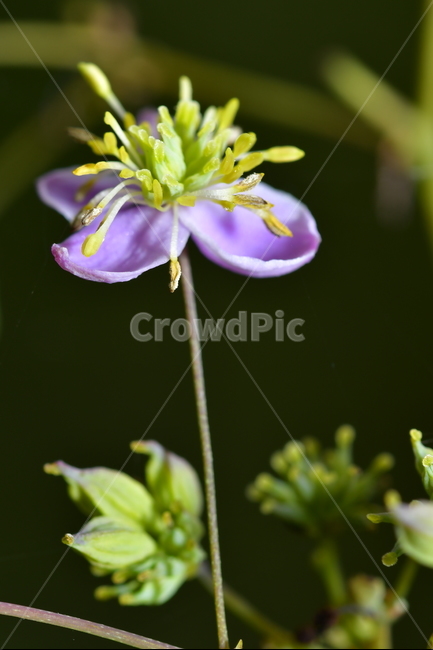 야생화,꽃,식물,나무,자연,봄,계절,spring,season,식물,자연,plants,nature,꽃,flower,plant,blossom,geranium,제라늄