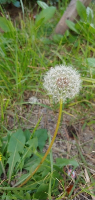 민들레,길가,민들레꽃,바람,홀씨,식물,자연,plants,nature,꽃,flower