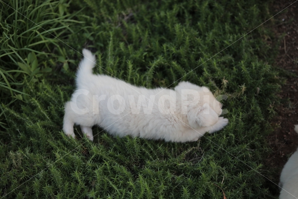 강아지,동물,멍멍이,뒹굴,빛모아농원,풀,쉬는중,동물,animal,포유류,mammal,개,강아지,dog,doggy