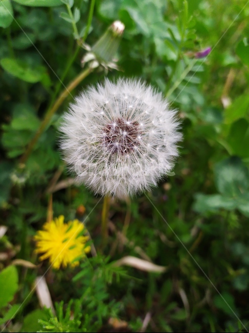 민들레,민들레꽃,민들레홀씨,들꽃,봄꽃,식물,자연,plants,nature,꽃,flower