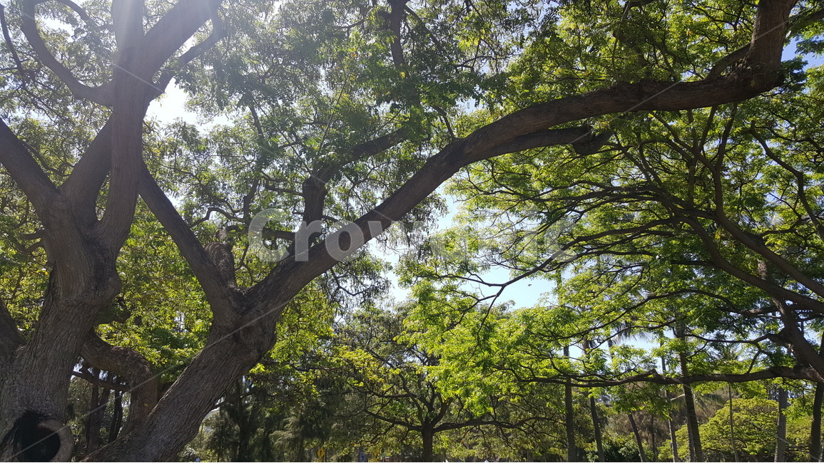나무,하늘,빛,자연,힐링,그루트,여유,쉼,하와이,식물,자연,plants,nature,나무,trees,wood,휴식,힐링,rest,relaxation,healing