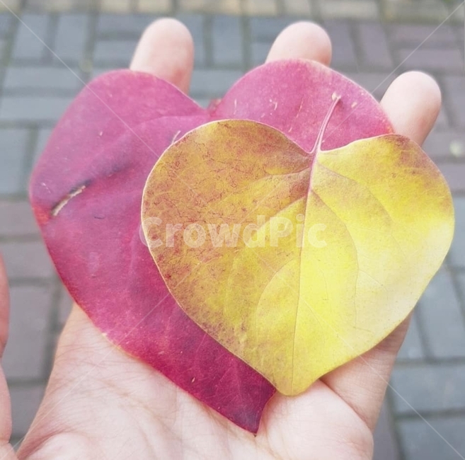 감성,상처,꽃,하트,heart