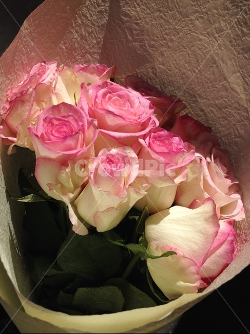 장미,꽃,꽃다발,핑크,rose,pink