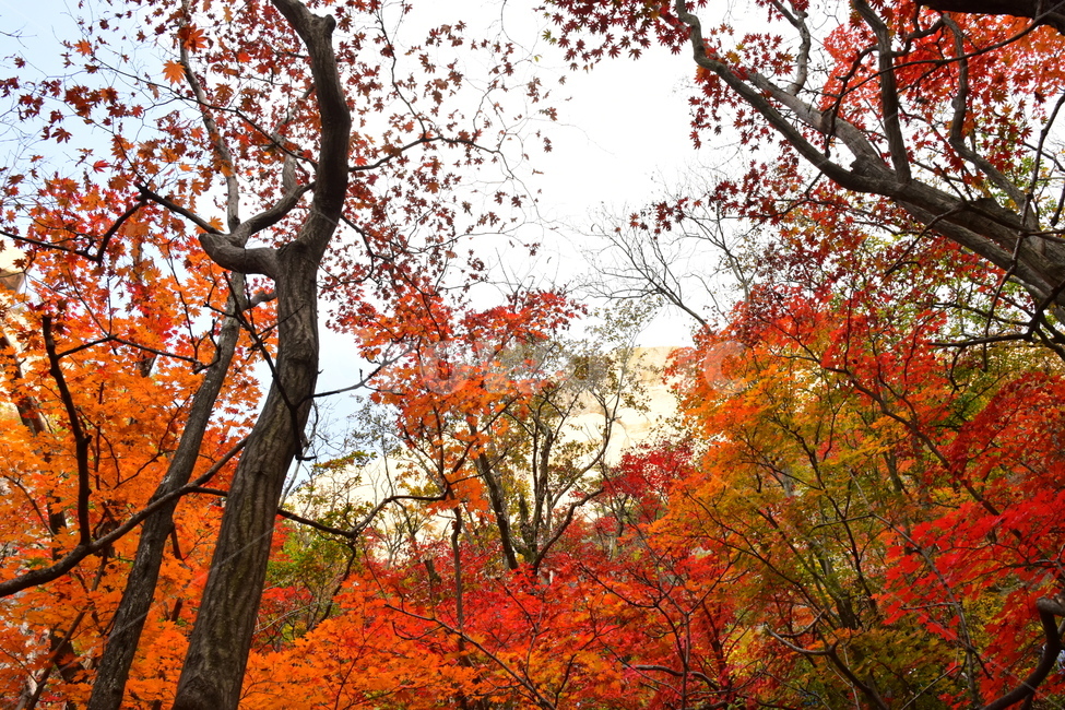 가을,단풍,자연,풍경,북한산,잎,단풍잎,붉은,나무,계절,계곡,숲,힐링,plant,fall,autumn,season,forestnature,landscape,한국자연풍경,한국자연경관,korea,tree,maple,leaf,가을,계절,fall,autumn,season,자연,풍경,nature,landscape,식물,plants,나무,trees,wood