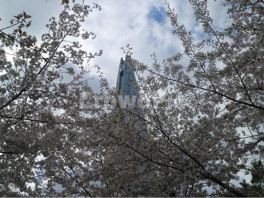 벚꽃,하늘,자연,풍경,구름,봄
