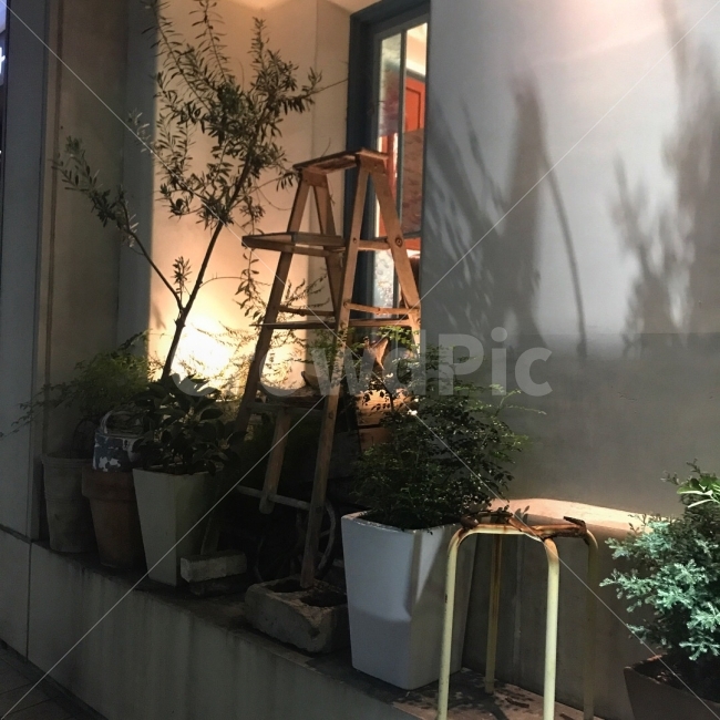 빛,그림자,서픔,길거리,일본,식물,자연,plants,nature
