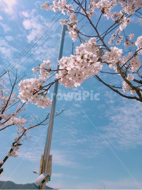 벚꽃,하늘,구름,나무,봄