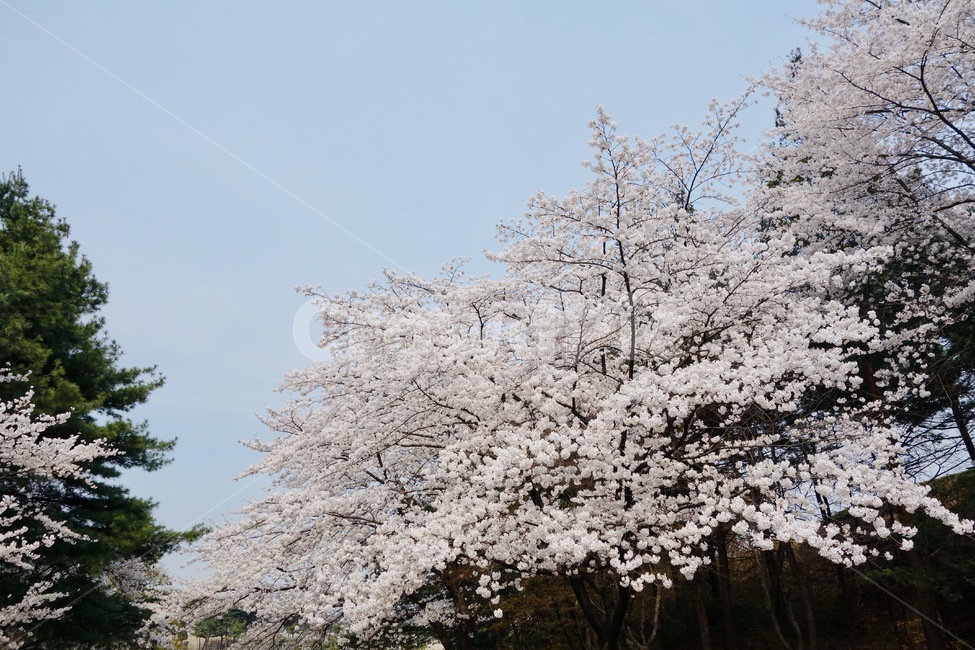 벚꽃,벚꽃가지,꽃놀이,봄,꽃,꽃잎,감성,설레임,청순,벚꽃나무,식물,하늘,plant,blossom,flower,cherryblossom,spring