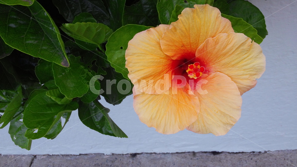 꽃,야생화,플라워,꽃잎,flower,여름꽃,꽃이름,꽃송이,식물,자연,plants,nature,꽃,flower