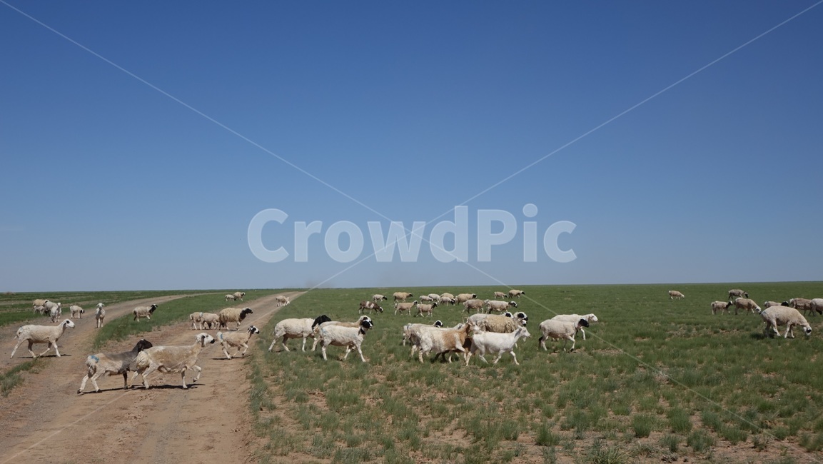 풍경,자연,nature,scenery,flock,목축,가축,sky,하늘,blue,도로,길,road,몽골,초원