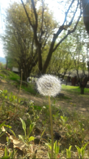 식물,flower,꽃,민들레,봄,봄꽃,식물,자연,plants,nature,꽃,flower