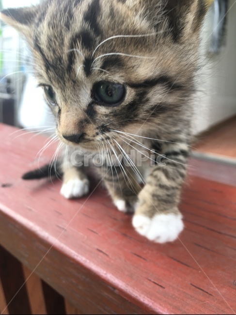 고양이,새끼고양이,집사,길고양이,새끼길고양이,귀요미