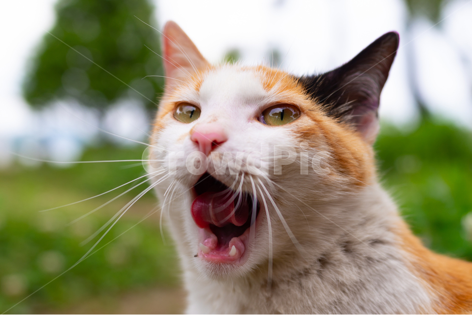 고양이,cat,나무,하늘,하품,동물,animal,포유류,mammal,고양이,cat,kitten,kitty