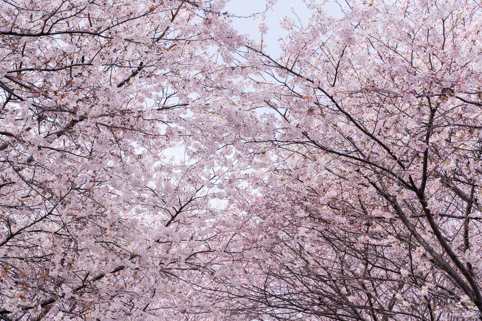 봄,벚꽃,꽃,spring,자연,nature,식물,자연,plants,nature,꽃,flower
