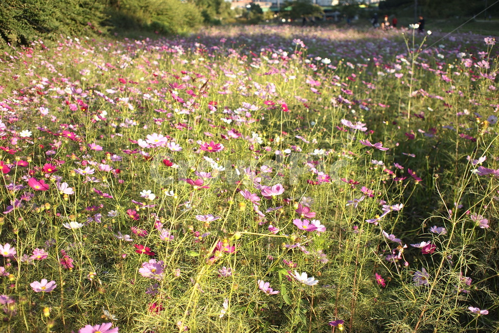 꽃,flower,식물,plant,풍경,landscape,감성,코스모스,nature,자연,생동감,fresh,가을,계절,fall,autumn,season,식물,자연,plants,nature,꽃,flower,outdoors,옥외,grassland,목초지,field,들