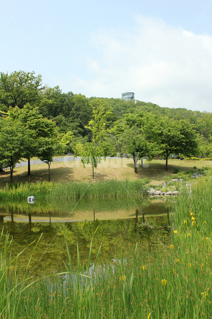 북서울꿈의숲,공원,한국,서울,정원,그린,녹색,초록색,나무,잔디,풀,낮,자연,낮하늘,하늘,스카이,파란색,파란하늘,파랑,숲,산,언덕,물풀,호수,연못,연못가,호숫가,생태공원,생태정원,자연,풍경,nature,landscape,tree,plant,식물,outdoors,옥외,land,땅