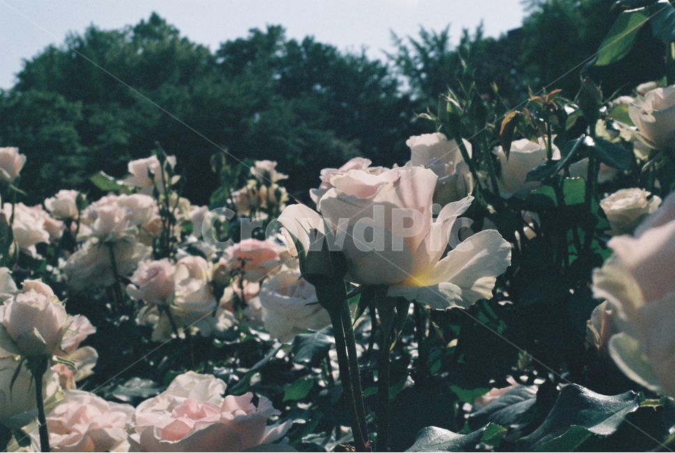 식물,장미,장미꽃,꽃,축제,필름사진,감성,필카,plant,rose,flower,film,식물,자연,plants,nature,꽃,flower,감성,sensible,feeling