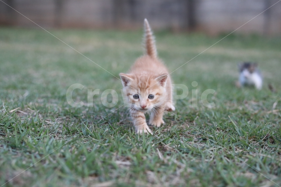 고양이,동물,야옹이,아기고양이,빛모아농원,동물,animal,포유류,mammal,고양이,cat,kitten,kitty