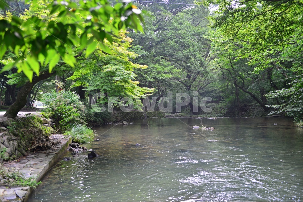 stream,흐름,forest,숲,outdoors,옥외,water,물,nature,자연,tree,나무,plant,식물,vegetation,초목,고창,선운사,도솔천,선운사계곡,도솔천계곡,계곡,여름,계절