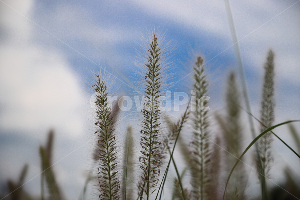 plant,식물,자연,autumn,가을꽃,꽃,flower,nature,들풀,wildherb,잔디,식물,자연,plants,nature