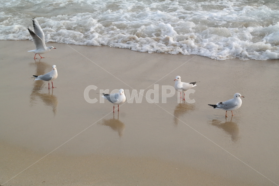 갈매기,새,바다,모래,물,파도,동물,animal,조류,새,birds