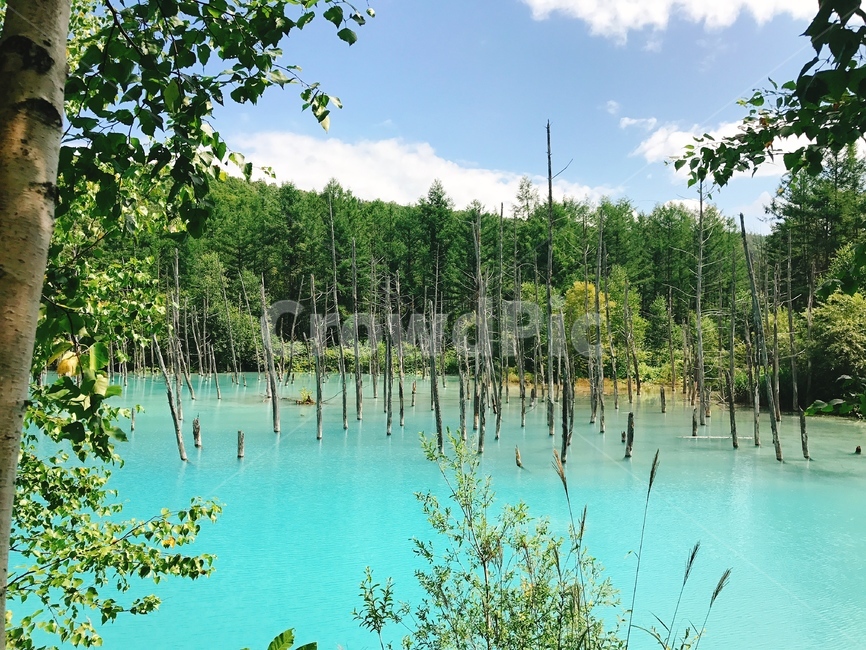 Aoiike,Cheongui Lake,Lake Biei,nature,Emerald,Hokkaido,water