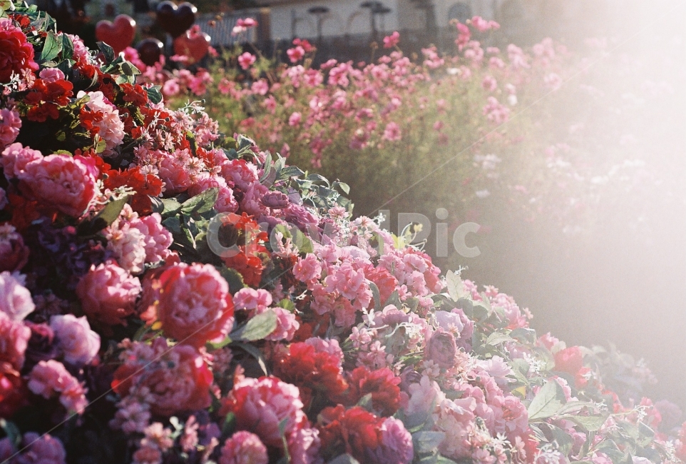 장미,꽃,햇빛,감성사진,필름사진,NikonEM,식물,자연,plants,nature,꽃,flower,감성,sensible,feeling,휴식,힐링,rest,relaxation,healing