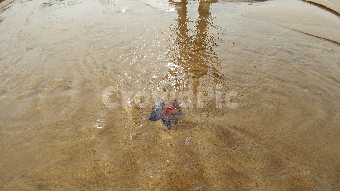 바다,불가사리,모래,생물,starfish,osean,해변,바다,beach,sea