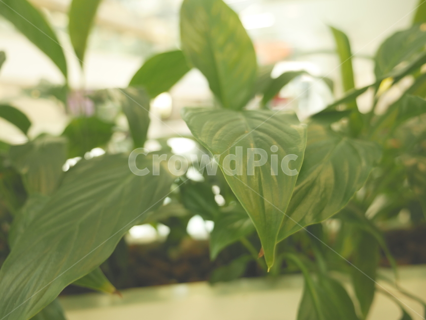 식물,초록,건물,쇼핑몰,잎,잎사귀,leaf,leaves,plant,plants,green,inbuilding,inmall,inshoppingmall
